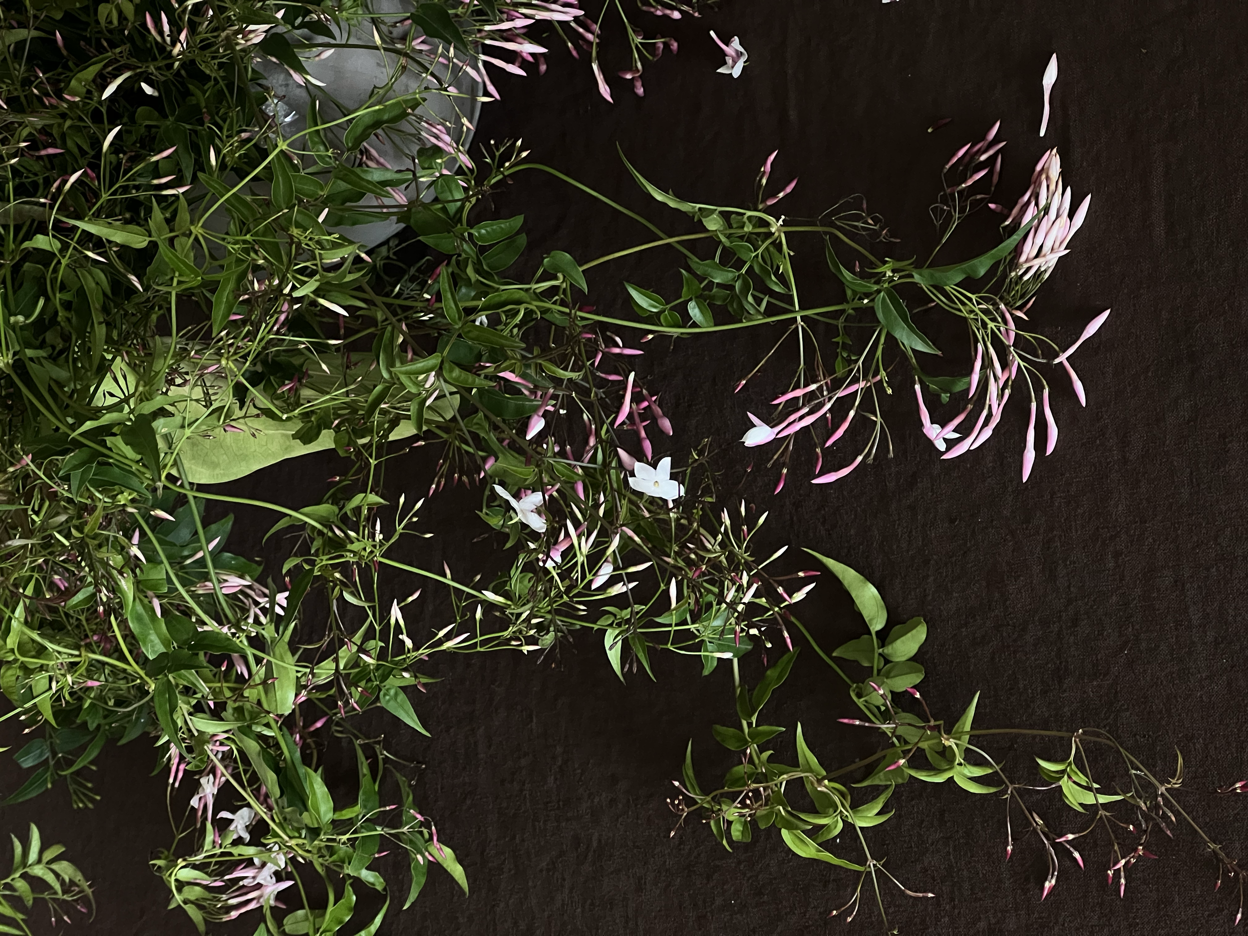 A collection of green leaves and pink and white flowers spread out on a dark surface.