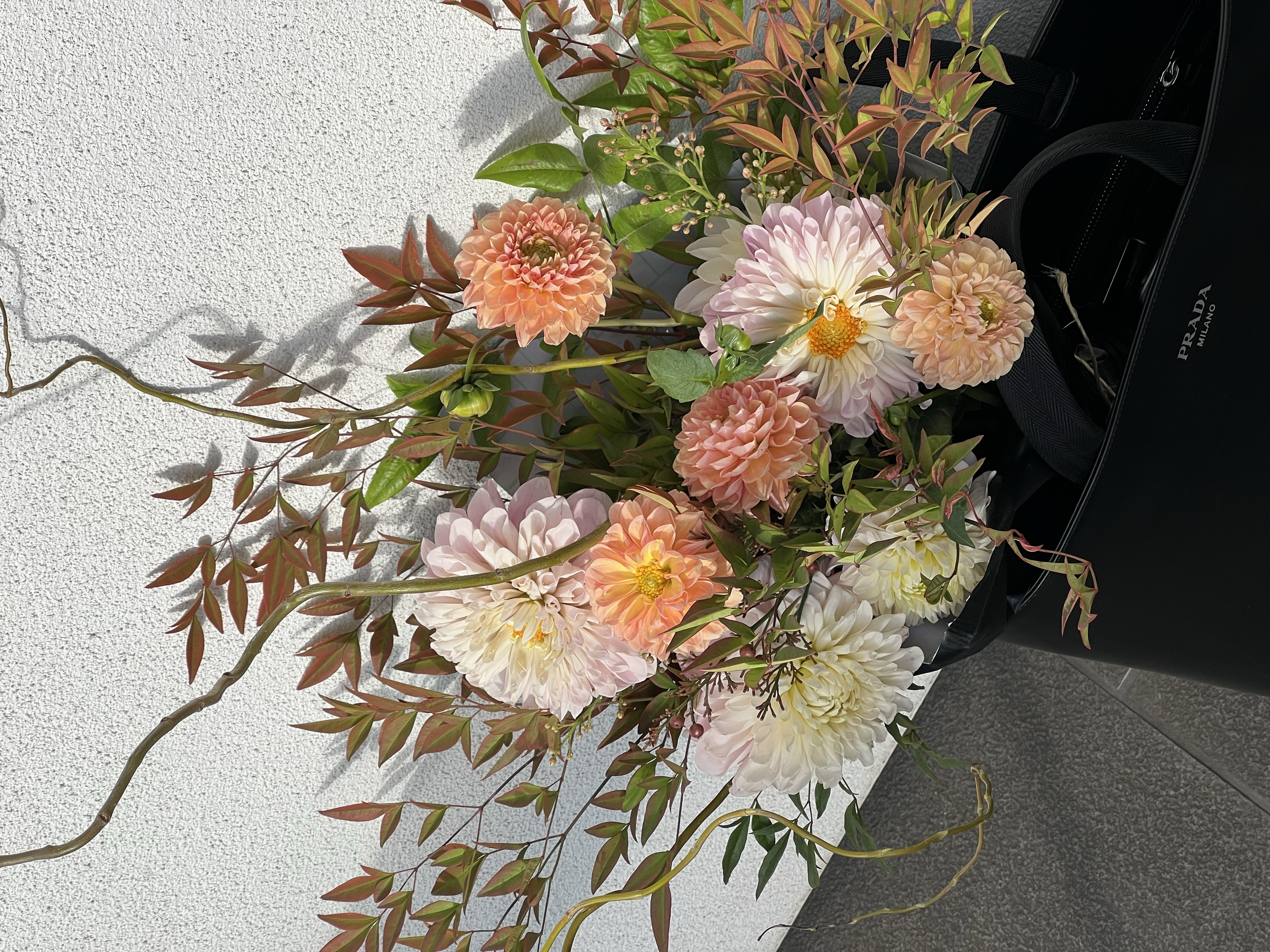 A floral arrangement with pink and cream dahlias, green leaves, and reddish foliage in a black Prada Milano bag against a white textured wall.