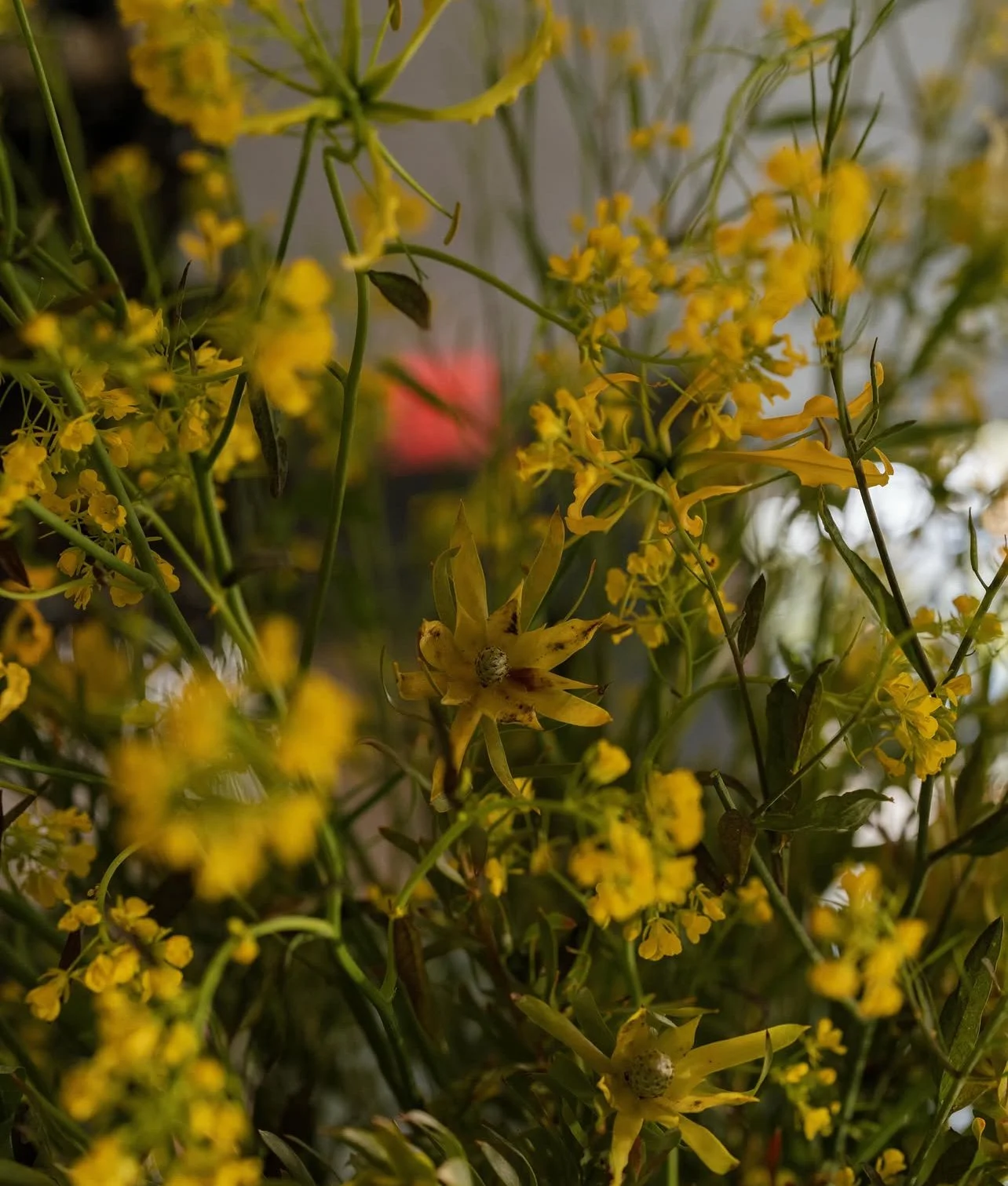 Close-up of yellow flowering plants with small clusters of blooms and some green leaves, with a blurred background.