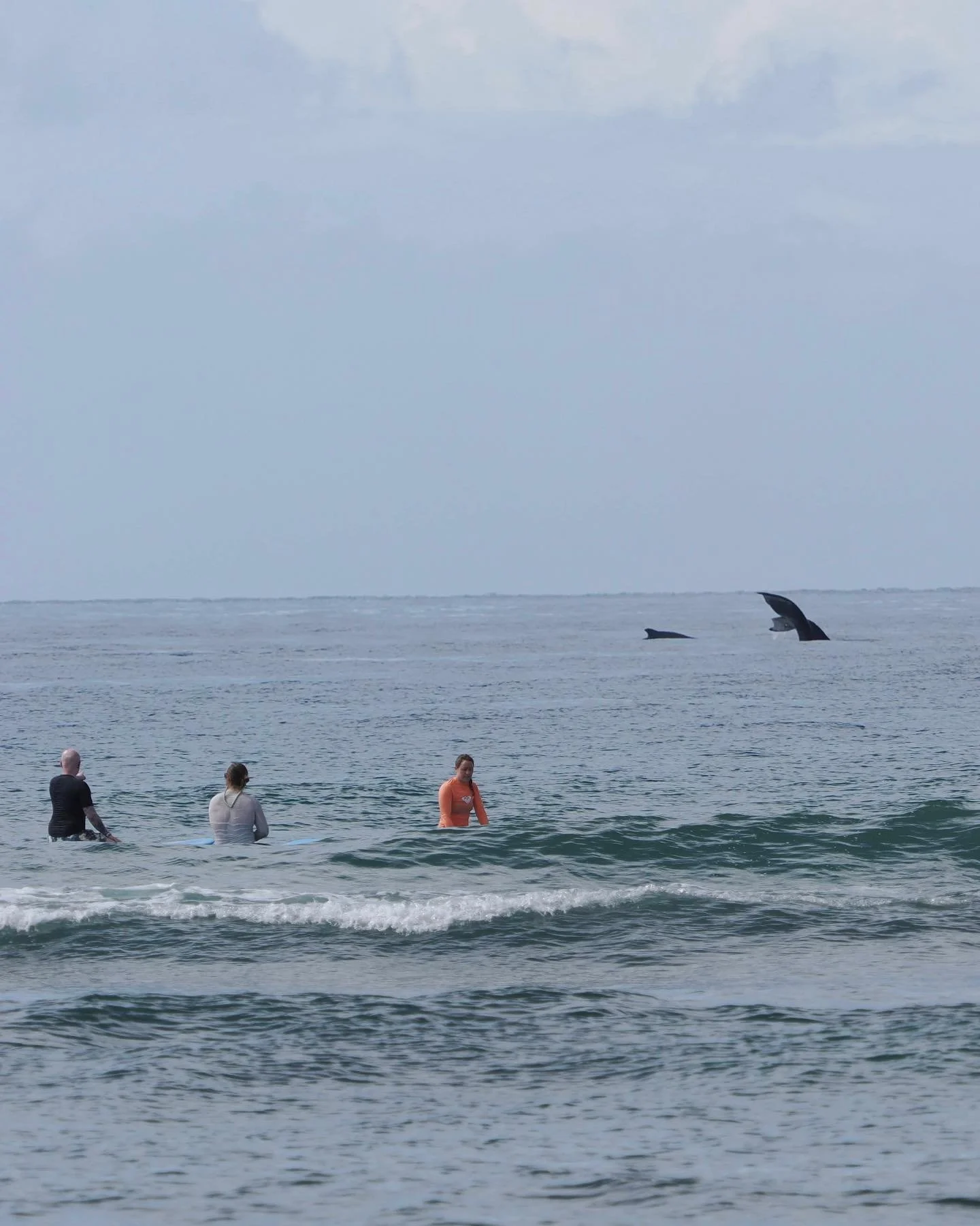 The whales are in full swing!
We have been seeing whales almost every day out on the water. 🐋 🤙🏼
#mauisurfandsup
#mauisurflessons
#surflessonsmaui
#privatesurflessons 
#whales 
#humpbackwhales