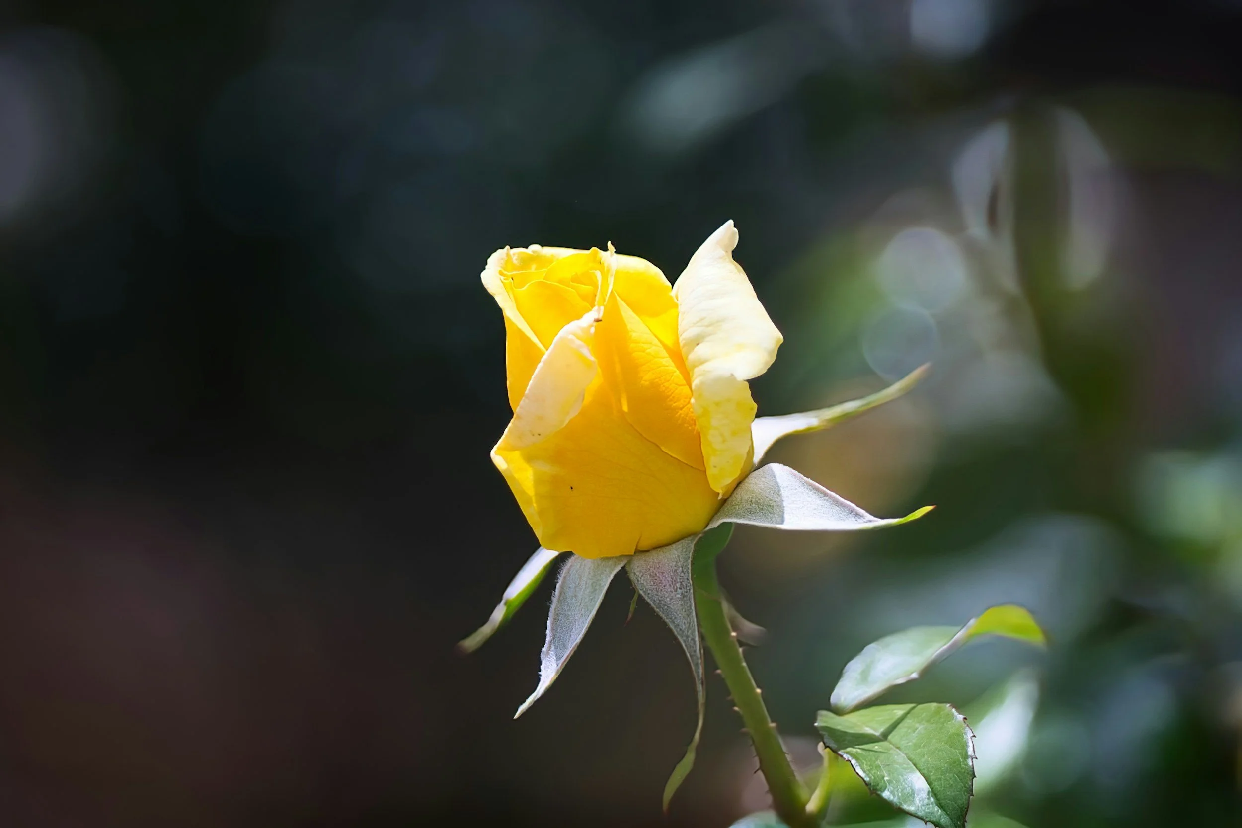 The Beauty of Gentle Healing