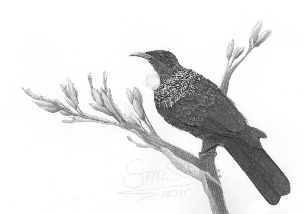 Tui on Harakeke Graphite Drawing by Artist Sina Sibler
