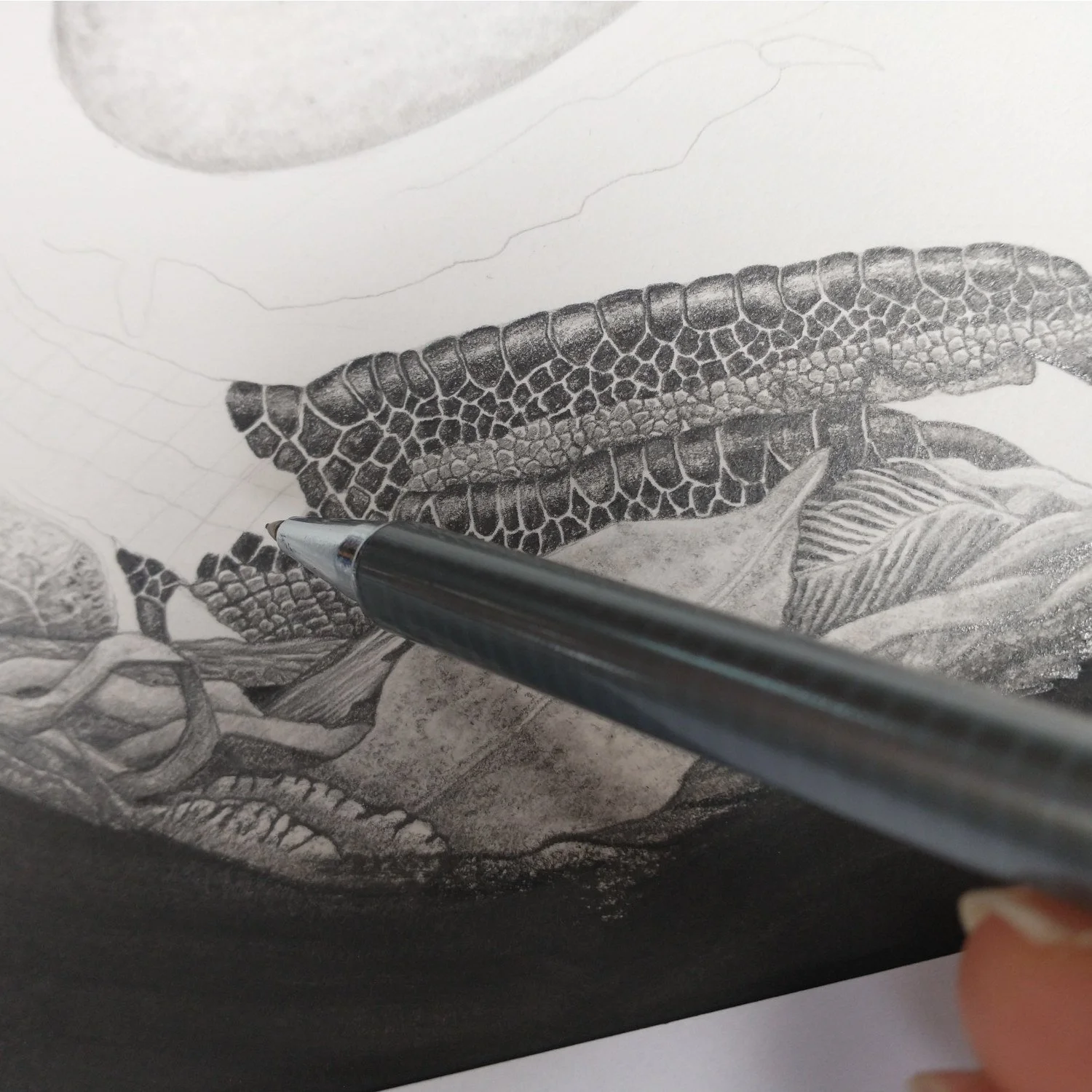 Progress of Graphite Drawing Kiwi Nest by Artist Sina Sibler