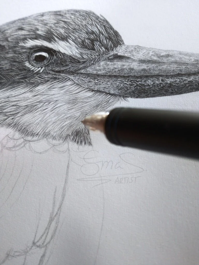 Close up of Sacred Kingfisher Graphite Drawing, New Zealand Bird Art by Te Anau Artist Sina Sibler