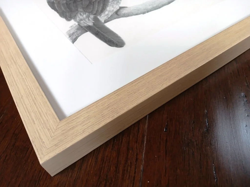 Framed graphite drawing of a New Zealand Sacred Kingfisher (kōtare) by artist Sina SIbler, created in Fiordland. Detailed pencil artwork capturing the bird’s calm, watchful pose.