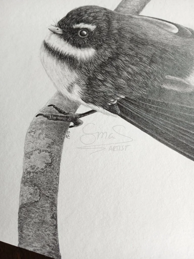 New Zealand robin drawing, toutouwai graphite art, NZ native bird illustration, graphite drawing A4 unframed, detailed pencil artwork, New Zealand bird print, fine art wall decor NZ, monochrome bird art, forest bird drawing, native wildlife art