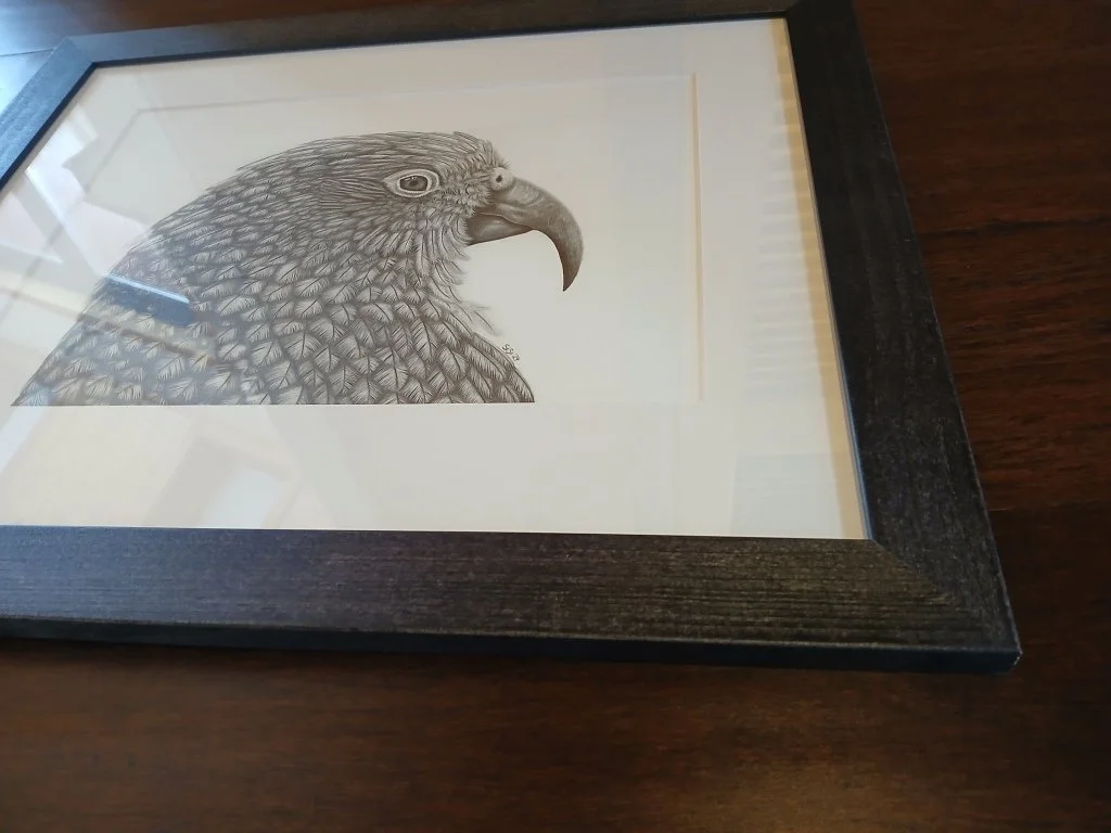 Framed Graphite drawing of a Kea parrot showing its cheeky, curious expression, New Zealand alpine bird artwork.