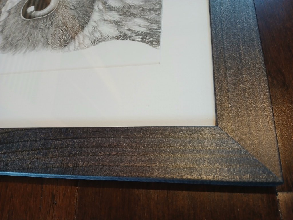 Framed Artwork Morepork Portrait by Sina Sibler