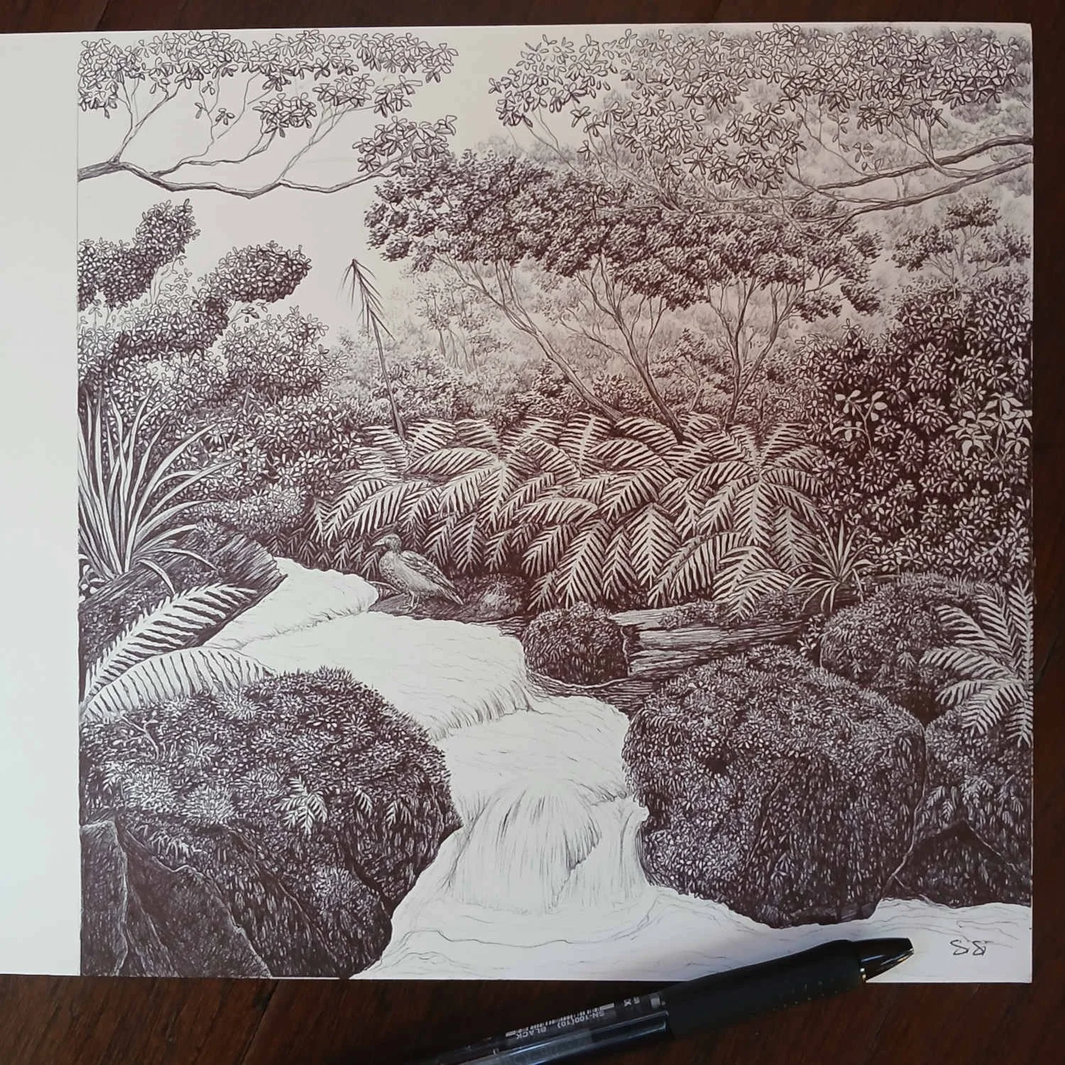 Whio Stream – Original NZ Ballpoint Pen Drawing of Blue Duck by Sina Sibler