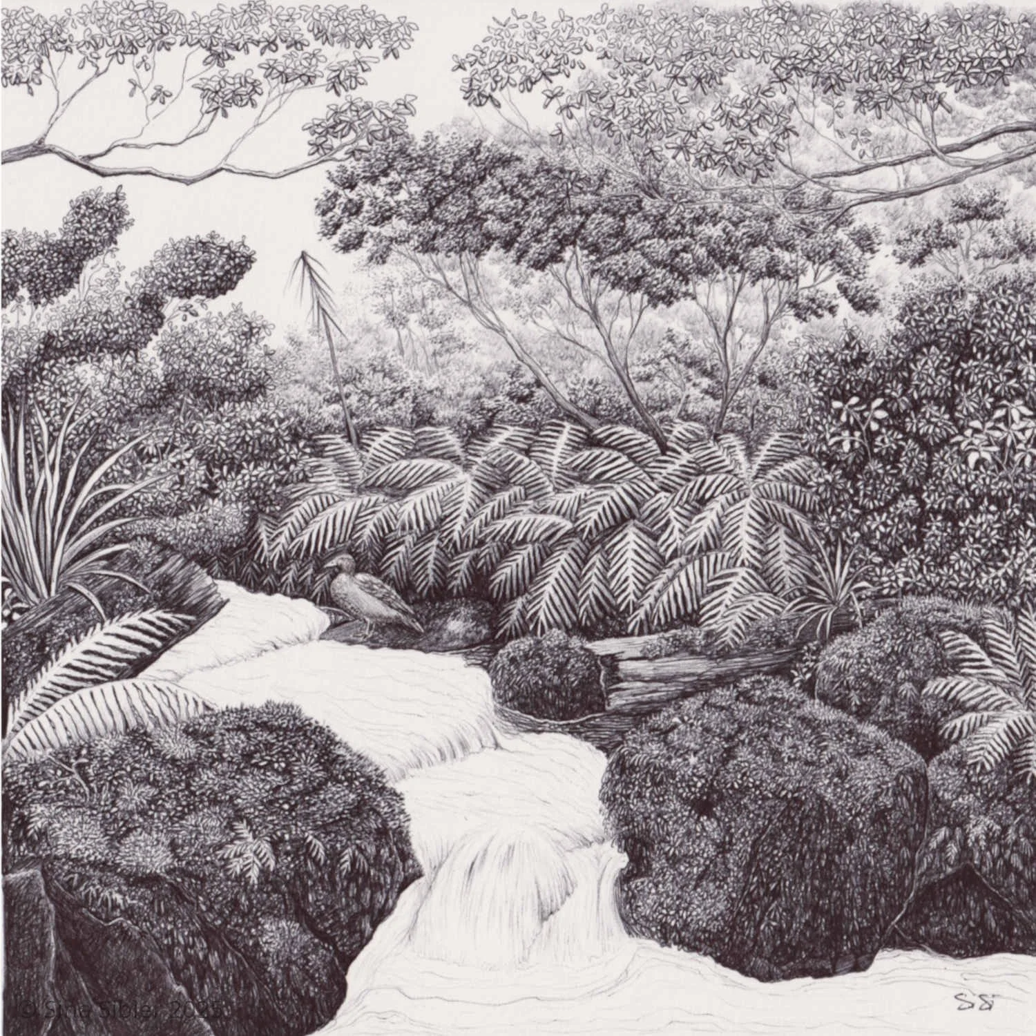 Whio Stream Ball point pen drawing in balck and white by Te Anau artist Sina Sibelr