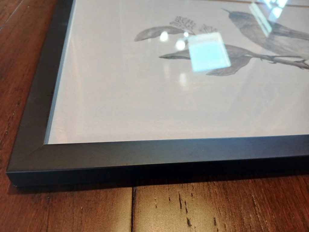 Framed Graphite drawing by Sina Sibler of a Grey Warbler bird on an Olearia branch, original New Zealand bird artwork.