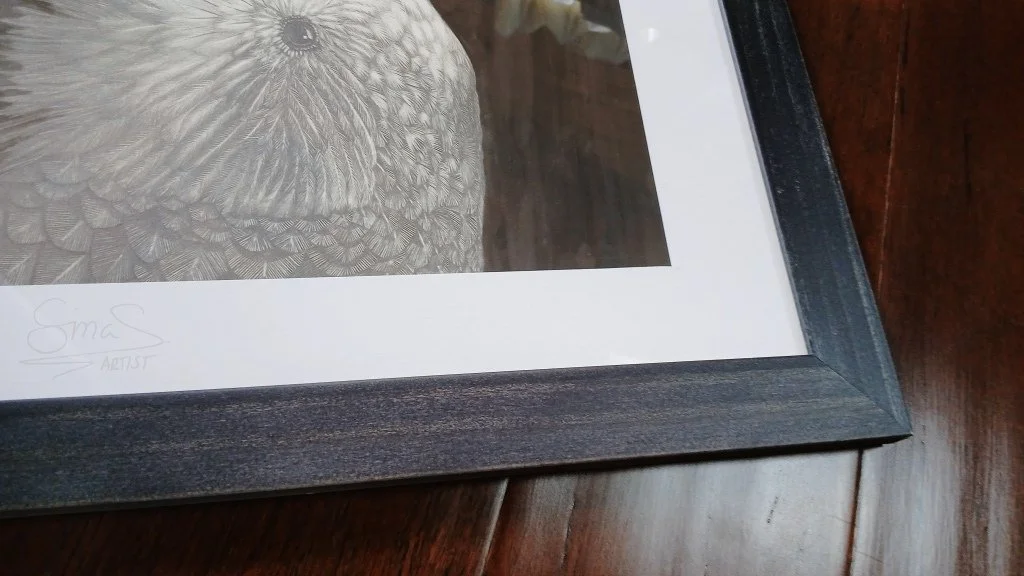 Framed graphite drawing of a Kakapo parrot, detailed portrait showcasing New Zealand’s rare nocturnal bird, displayed in a simple frame