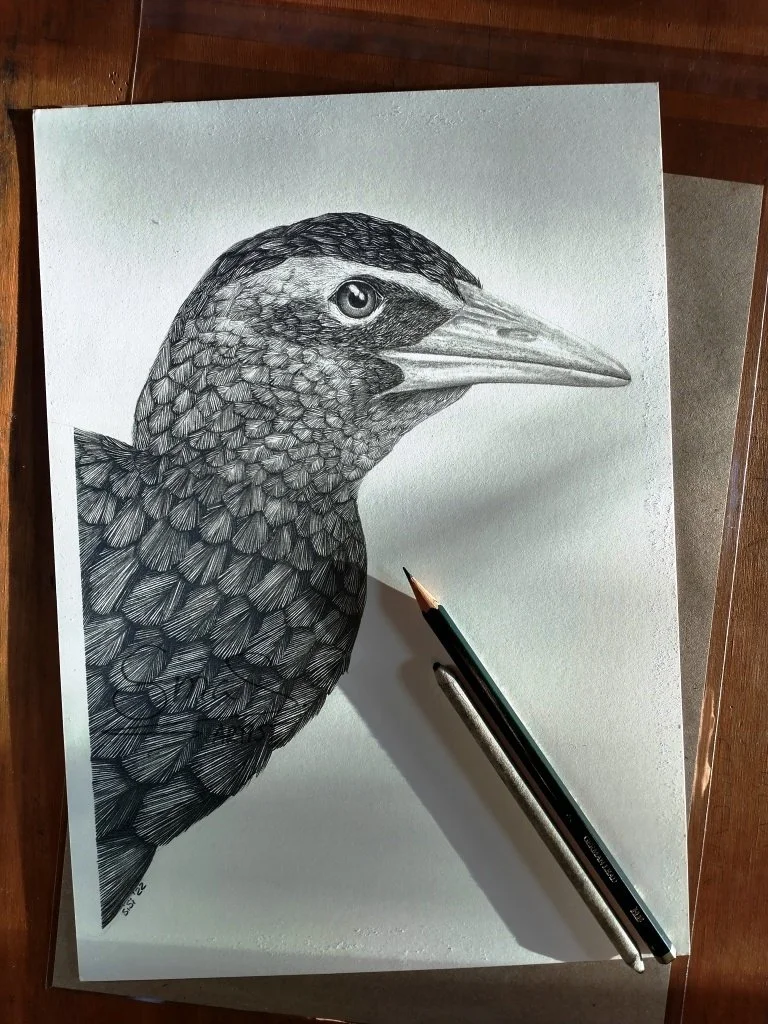 Graphite drawing of a Weka portrait, original framed New Zealand bird artwork.