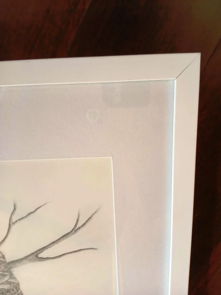 Framed Graphite drawing by Sina Sibler of a fantail sitting on eggs in a nest, original New Zealand bird artwork.