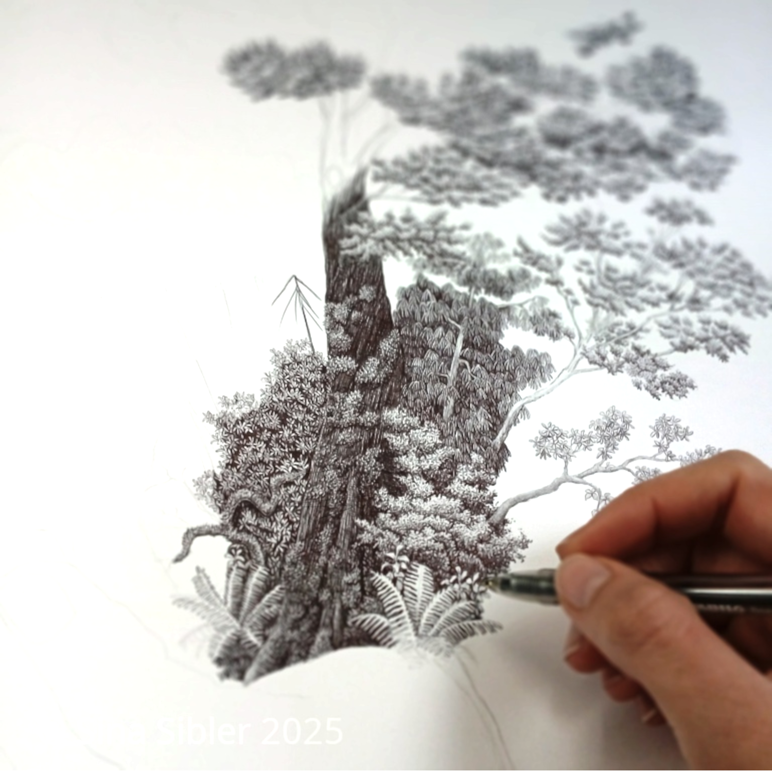 Ballpoint pen drawing by Sina Sibler titled Forest Care, depicting a hand cradling a New Zealand native forest growing from its palms, symbolic black and white nature artwork.