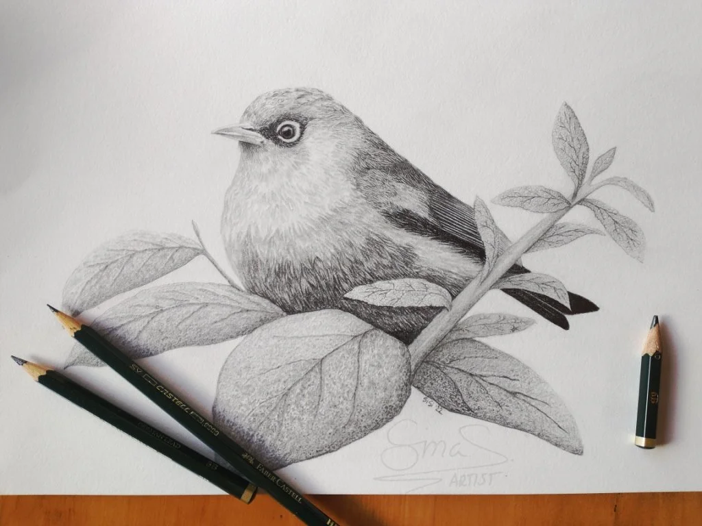 Graphite drawing of a New Zealand silvereye perched among leafy branches, highly detailed in fine black and white shading.