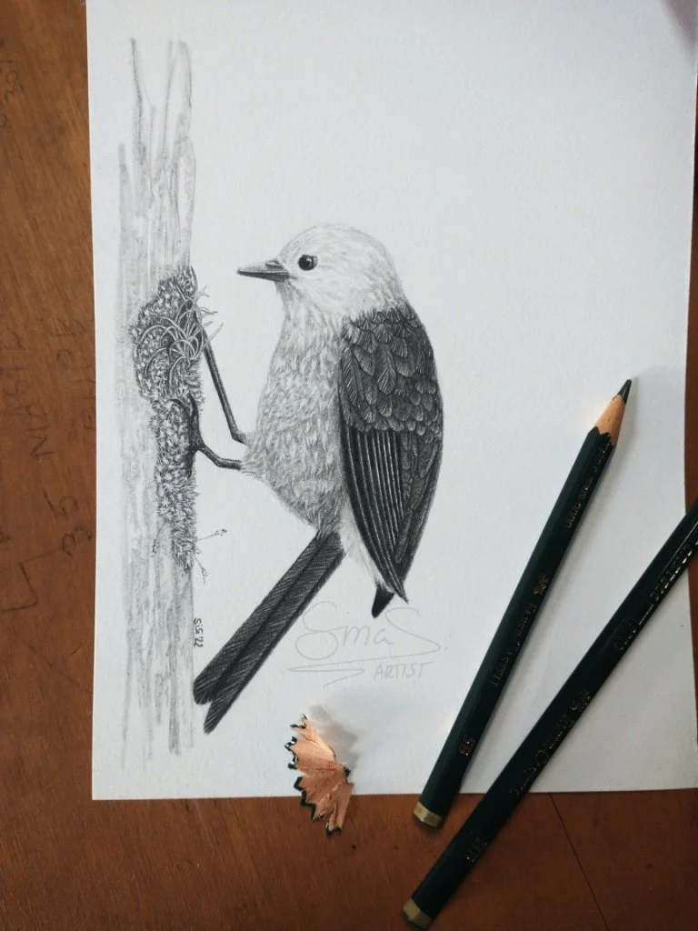 Detailed pencil artwork by Sina Sibler of the native yellowhead (mohua) bird on a textured mossy branch