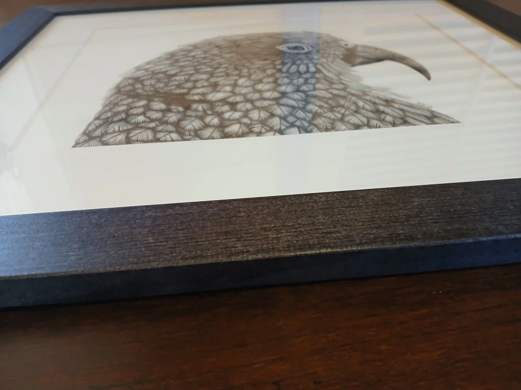 Framed graphite drawing of a Kea parrot showing its cheeky, curious expression, New Zealand alpine bird artwork.