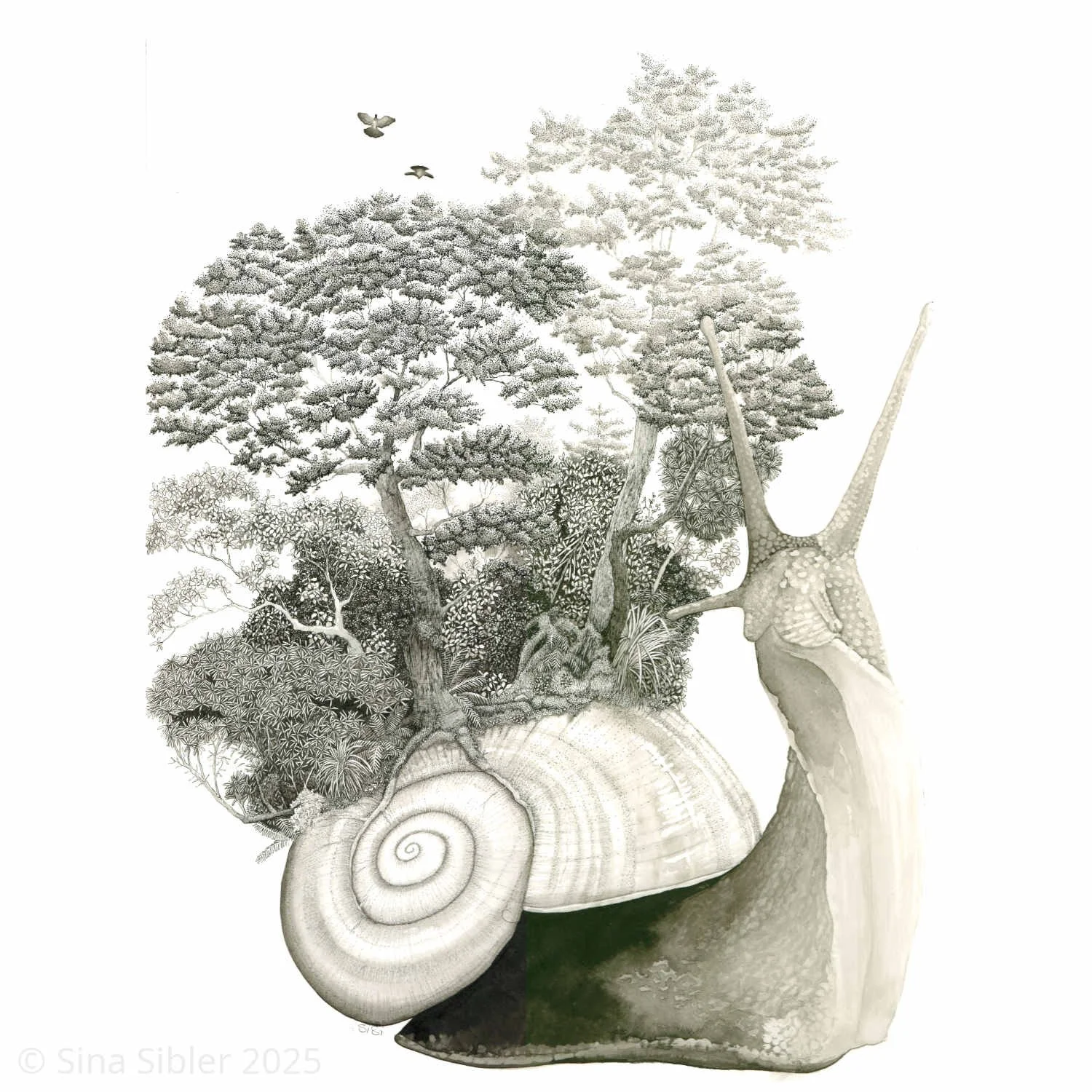 Powelliphanta Fiordlandica 3.0 Giant Snail ink drawing by Artist Sina Sibler