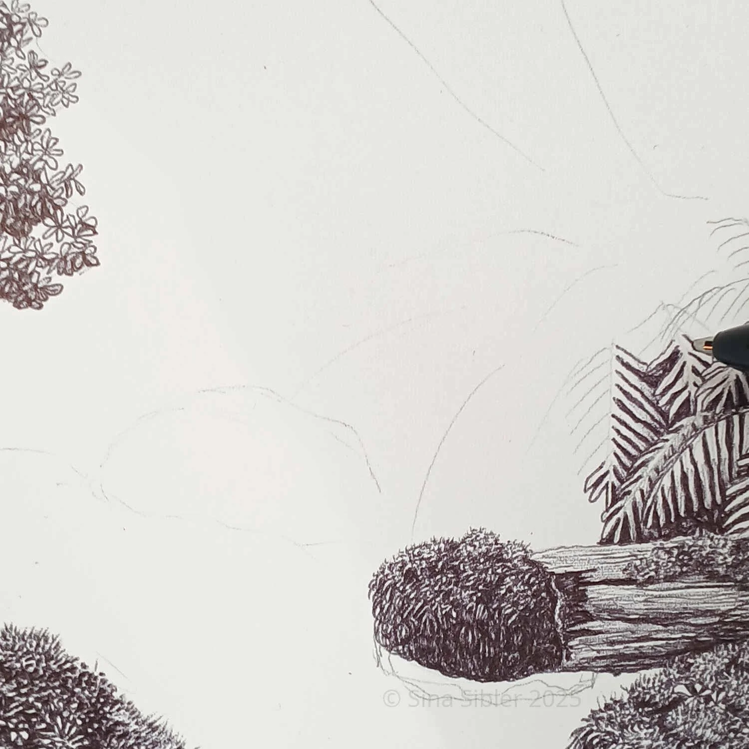 Whio Stream – Original NZ Ballpoint Pen Drawing of Blue Duck by Sina Sibler