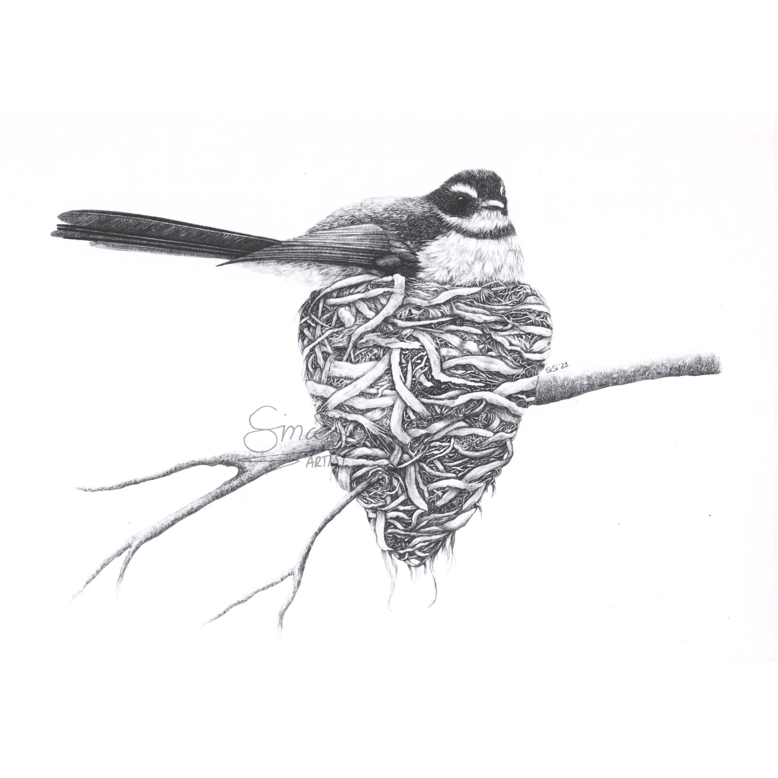 Graphite drawing by Sina Sibler of a fantail sitting on eggs in a nest, original New Zealand bird artwork.
