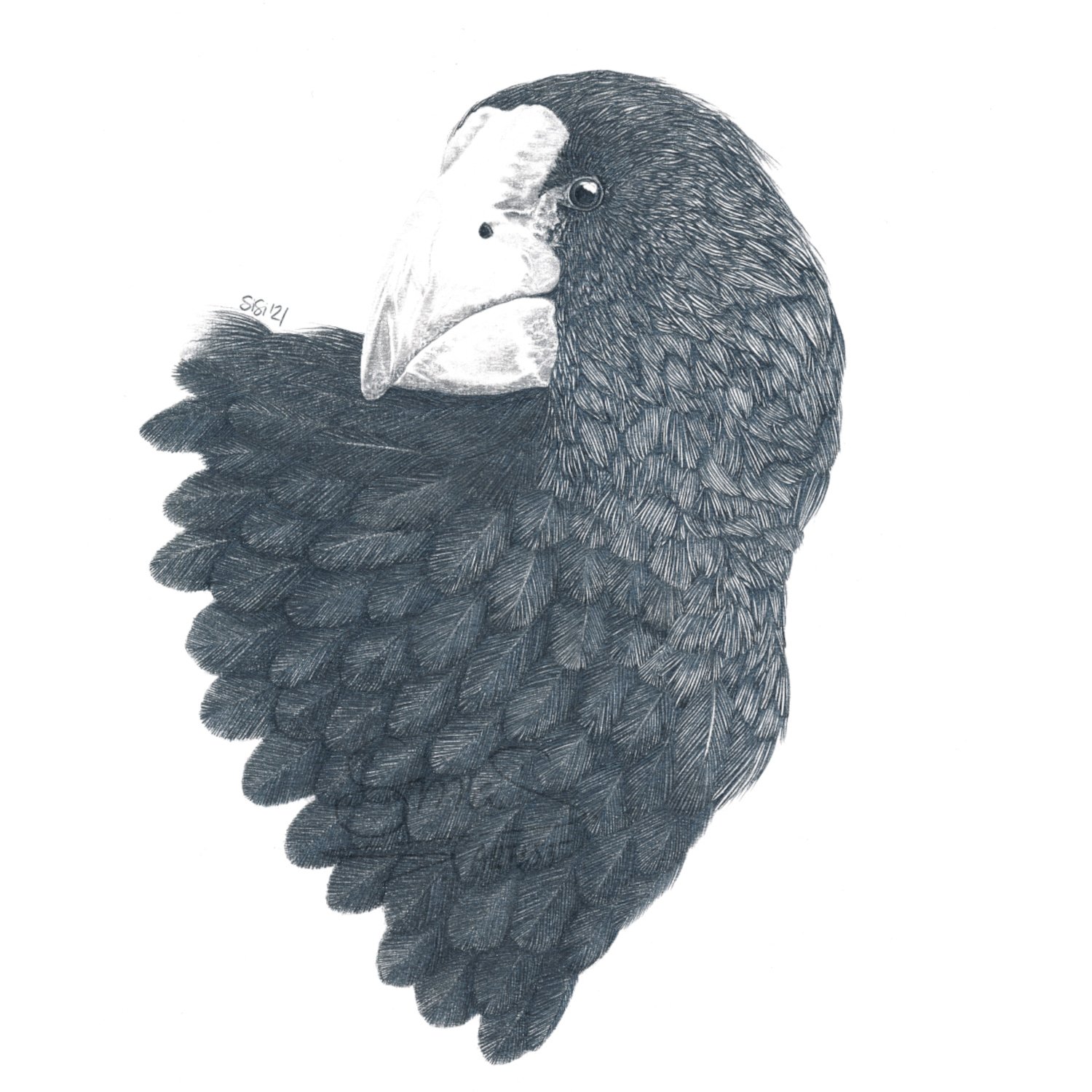 Graphite drawing of a takahē bird, close-up portrait of its head and upper body, inspired by the Murchison Mountains of New Zealand.