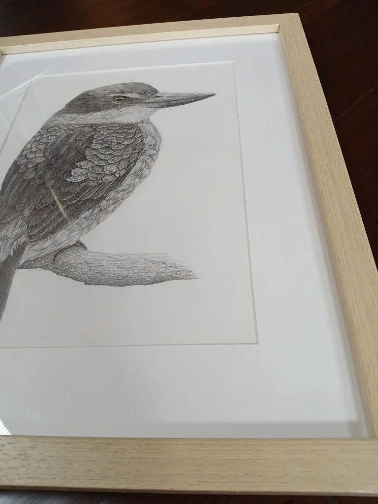 Framed graphite drawing of a New Zealand Sacred Kingfisher (kōtare) by artist Sina Sibler, created in Fiordland. Detailed pencil artwork capturing the bird’s calm, watchful pose.