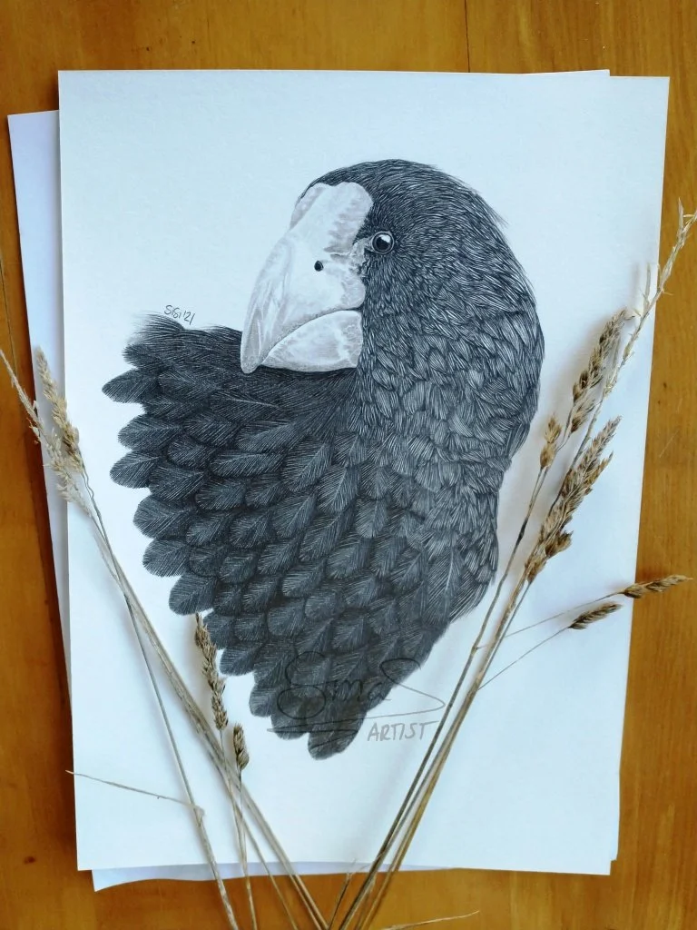 Graphite drawing of a takahē bird, close-up portrait of its head and upper body, inspired by the Murchison Mountains of New Zealand.
