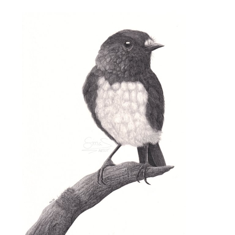 Graphite drawing of a New Zealand robin (toutouwai) perched on a branch, A4 size unframed original art by Sina Sibler