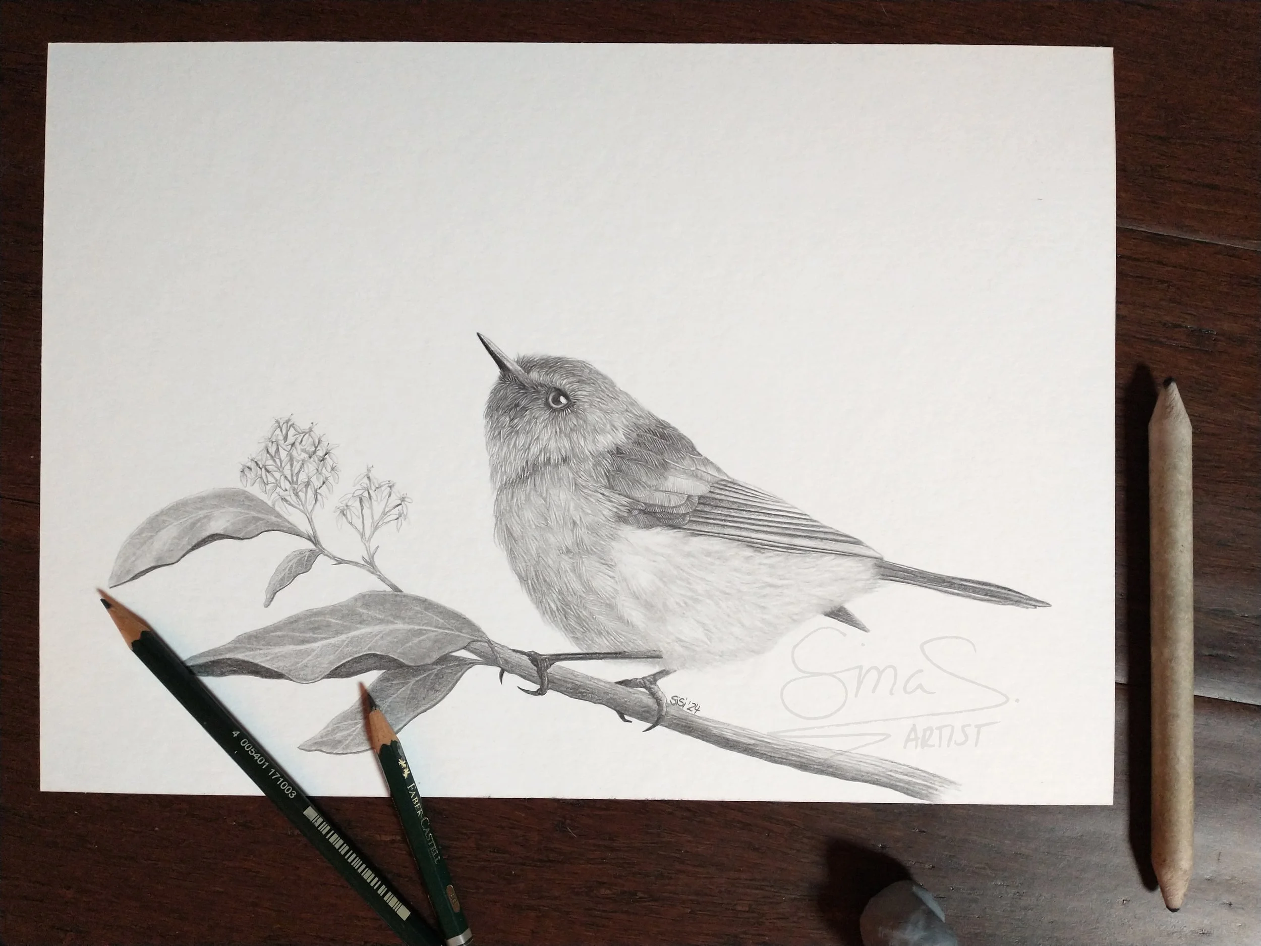 Unframed Graphite drawing by Sina Sibler of a Grey Warbler bird on an Olearia branch, original New Zealand bird artwork.