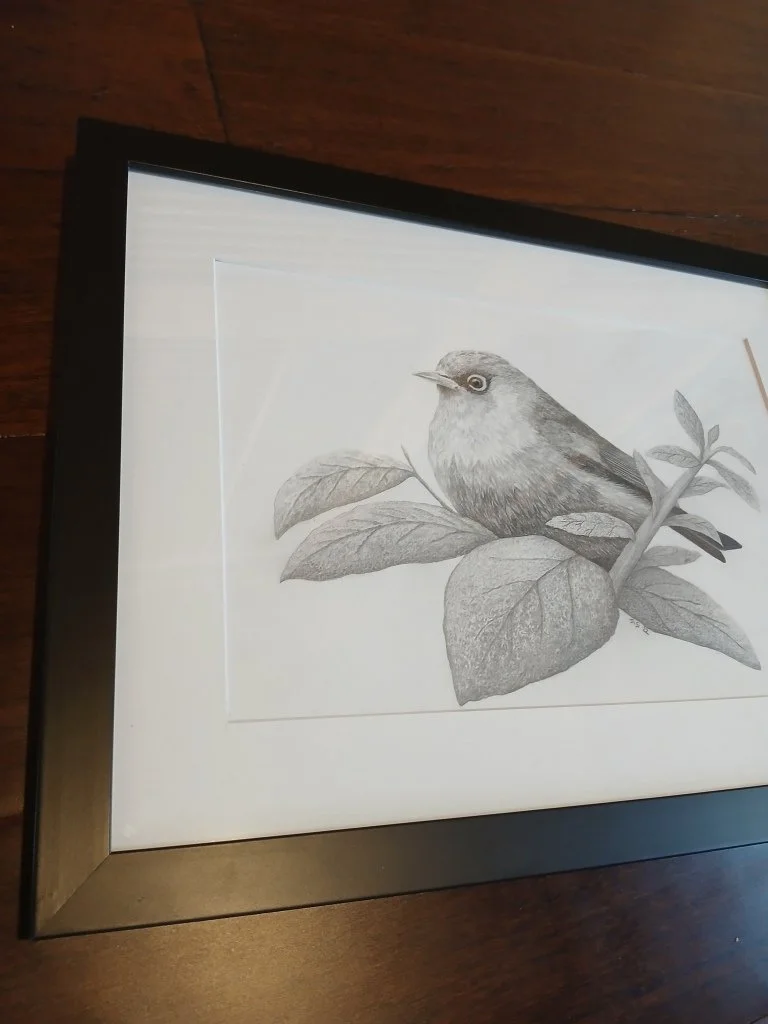 Framed Graphite drawing of a New Zealand silvereye perched among leafy branches, highly detailed in fine black and white shading.