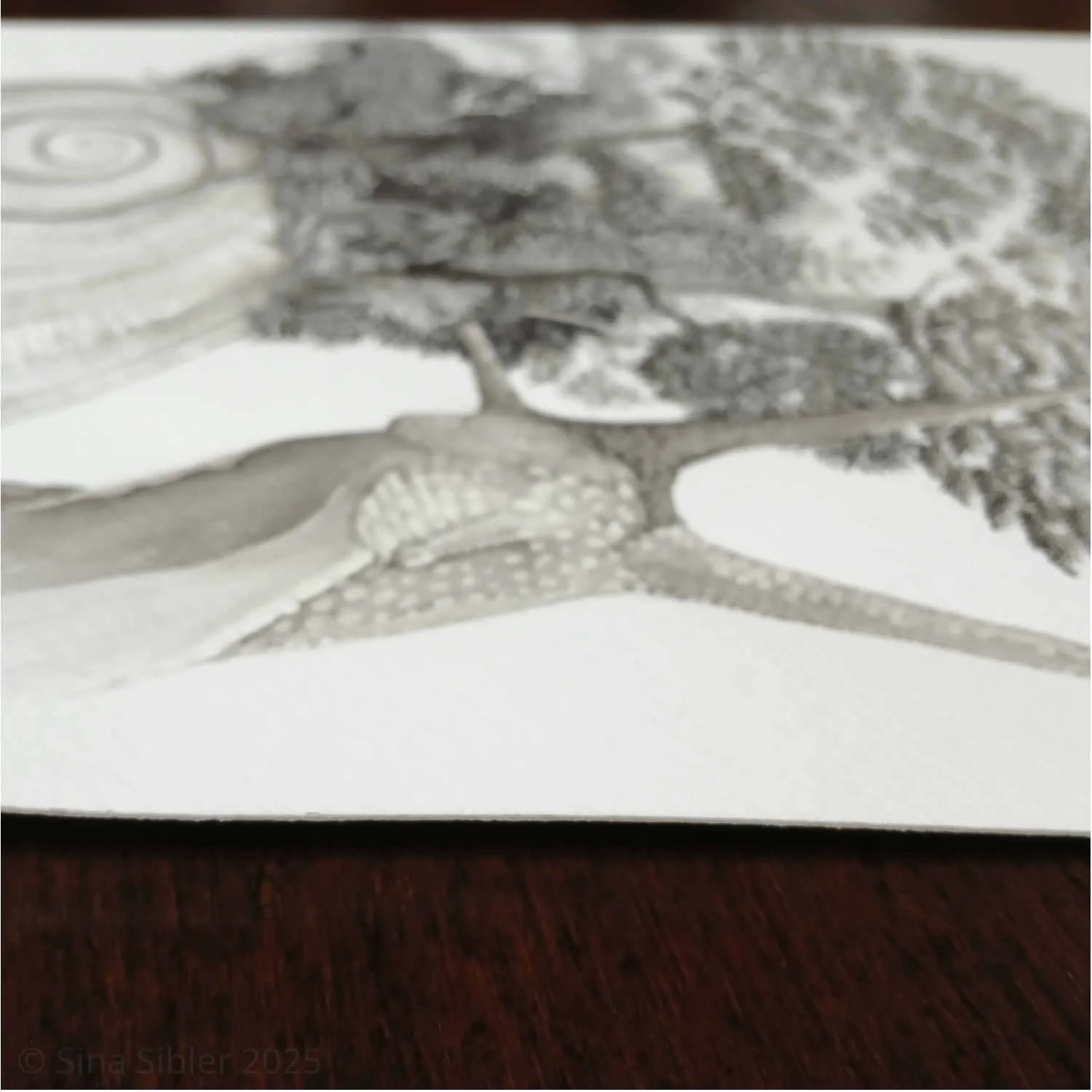 Paper Detail of ink drawing Powelliphanta Fiordlandica 3.0 by Te Anau based Artist Sina Sibler