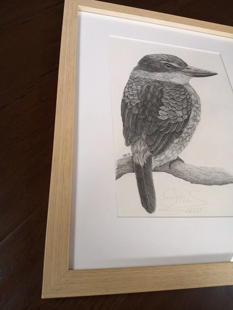 Framed graphite drawing of a New Zealand Sacred Kingfisher by artist Sina Sibler, Fiordland.