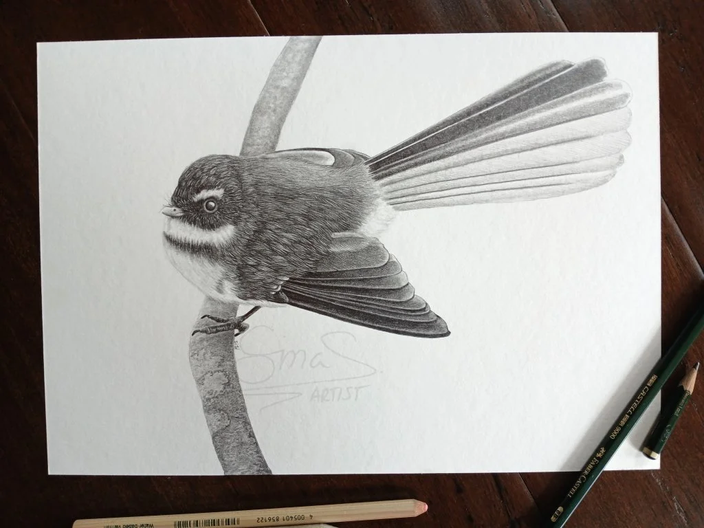 Graphite drawing of a New Zealand fantail (pīwakawaka) perched on a branch, A4 size unframed original drawing by Sina Sibler