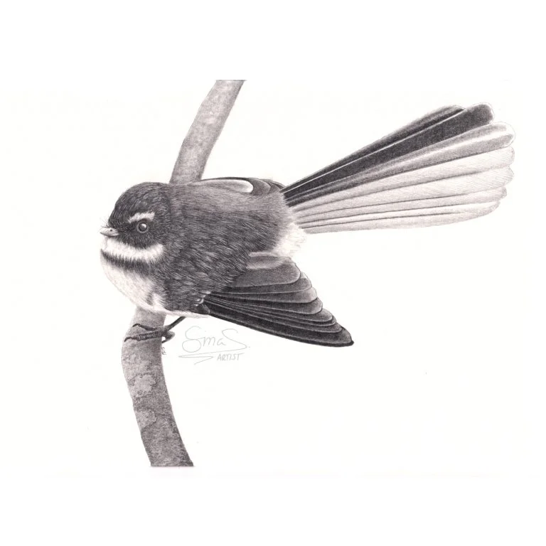 Graphite drawing of a New Zealand fantail (pīwakawaka) perched on a branch, A4 size unframed original drawing by Sina Sibler