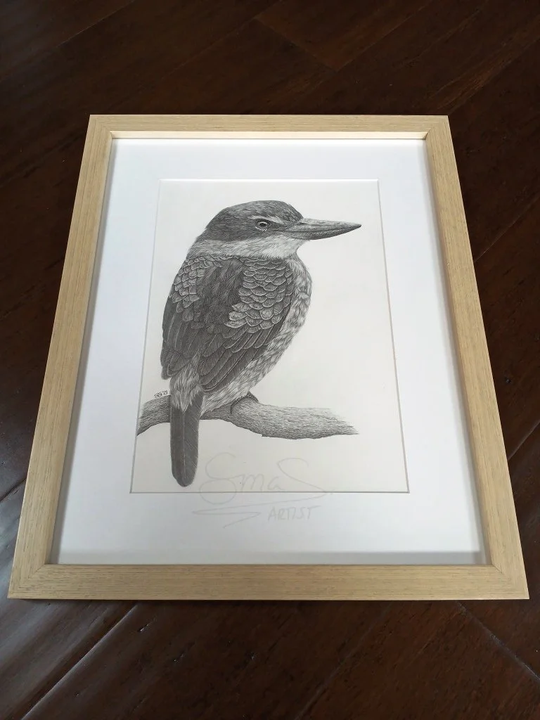 Framed graphite drawing of a New Zealand Sacred Kingfisher (kōtare), detailed pencil artwork showcasing the bird’s calm, watchful pose.
