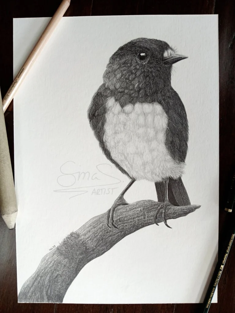 Graphite drawing of a New Zealand robin (toutouwai) perched on a branch, A4 size unframed original art by Sina Sibler