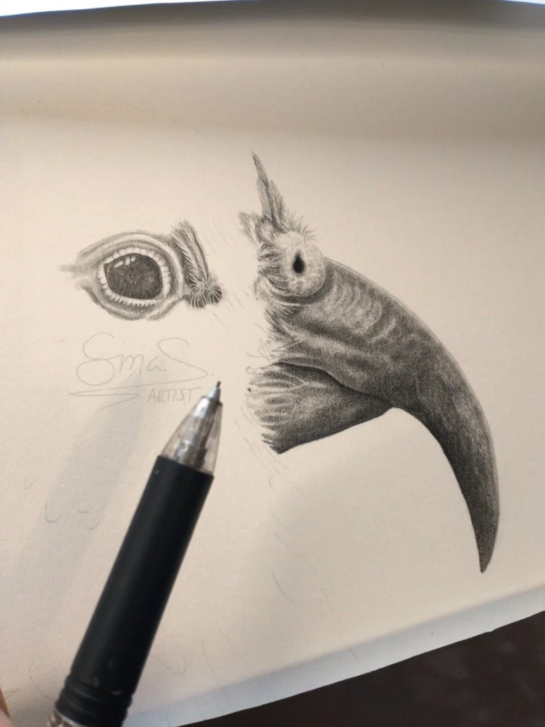 Progress shot of the graphite drawing of a Kea parrot showing its cheeky, curious expression, New Zealand alpine bird artwork.
