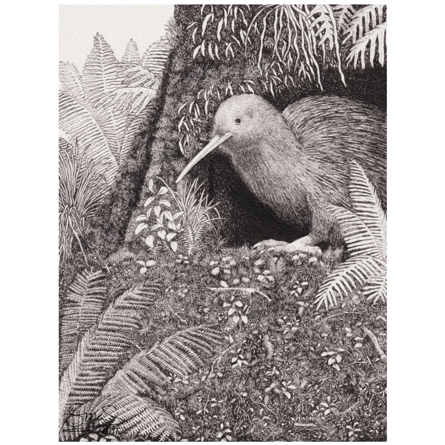 Kiwi Stump Dweller