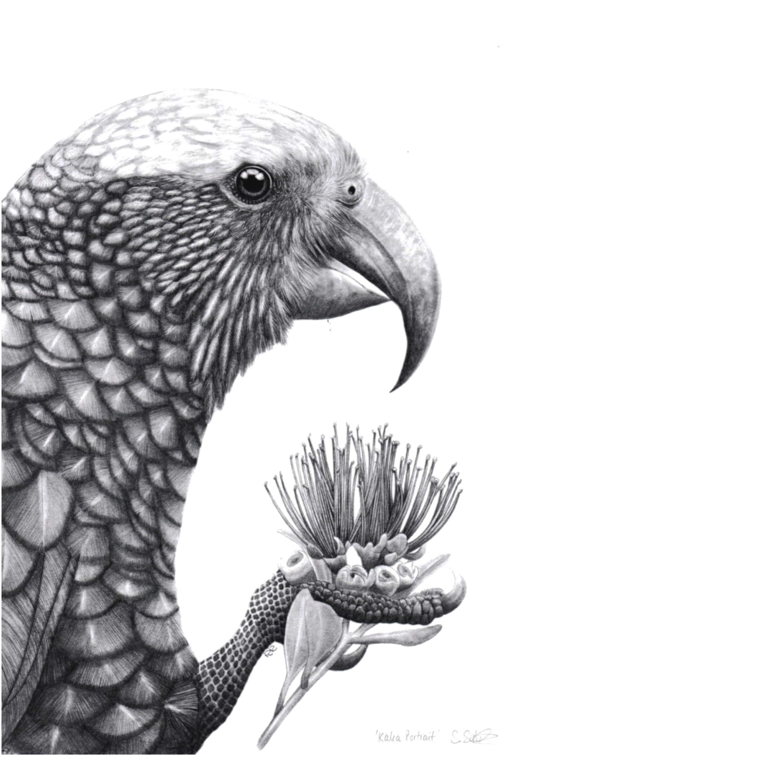 Kaka Portrait - A4 Graphite Art Print