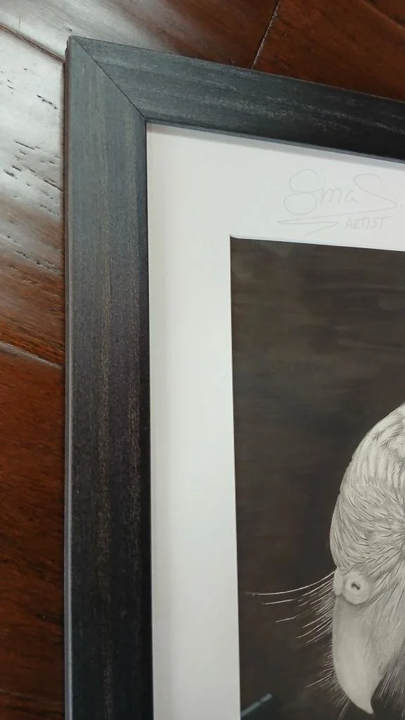 Kakapo parrot graphite drawing in frame, capturing the rare bird’s texture and character by Artist Sina Sibler