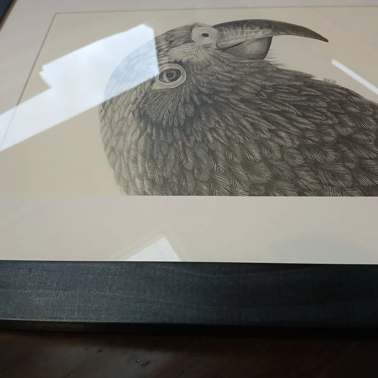 Frame Detail of the Graphite Drawing Kea Portrait by Te Anau Artist Sina Sibler