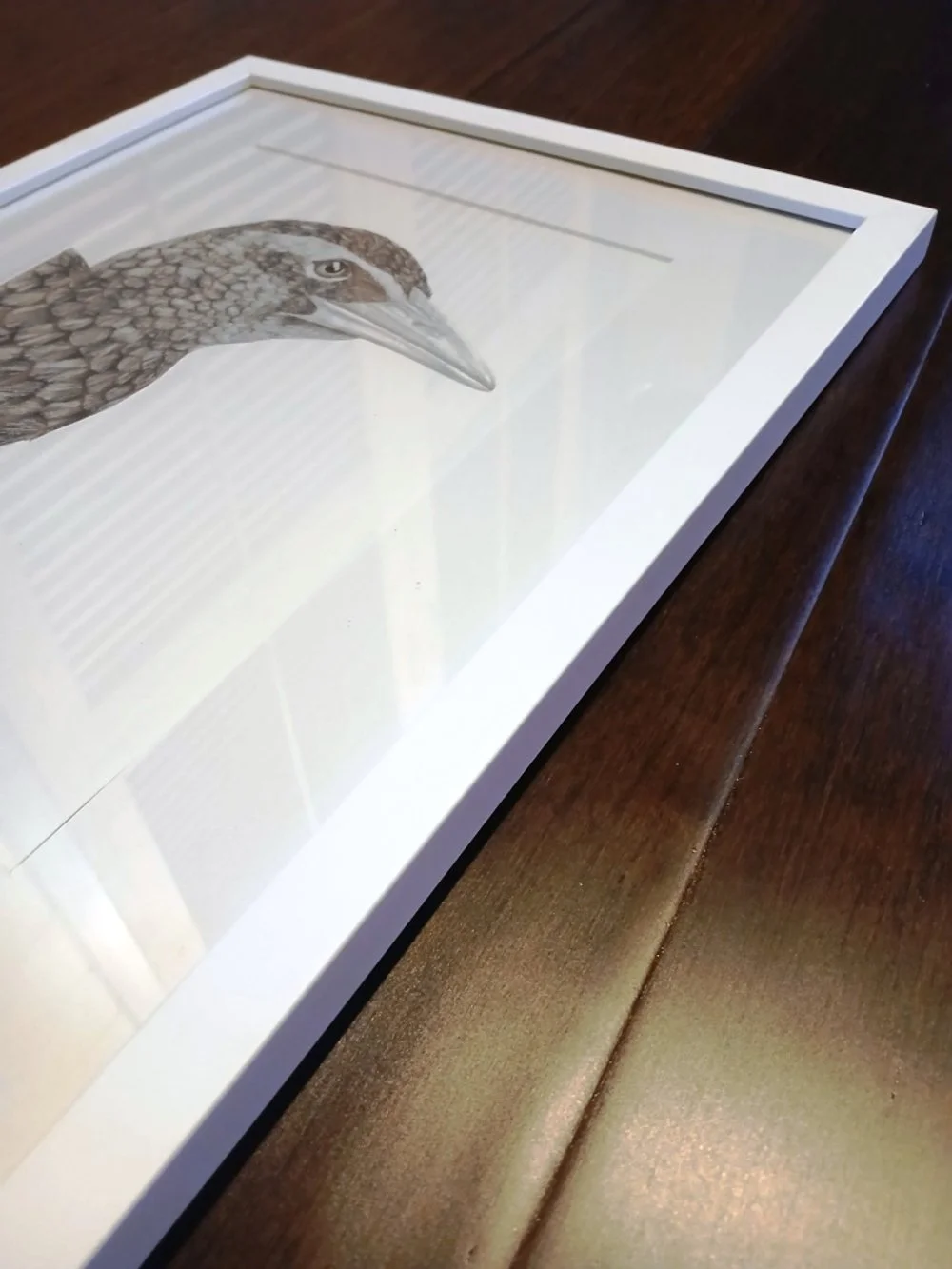 Framed Graphite drawing of a Weka portrait, original framed New Zealand bird artwork.