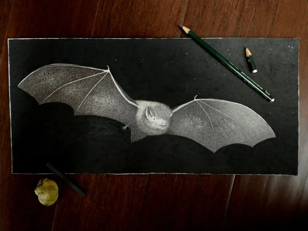 Graphite drawing of a New Zealand long-tailed bat mid flight in sharp focus against a charcoal background by Fiordland artist Sina Sibler