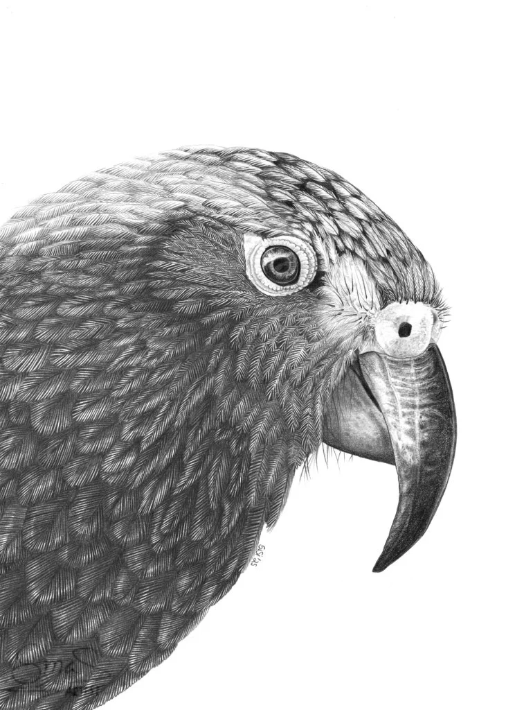 Graphite Drawing Kea Portrait by Artist Sina Sibler