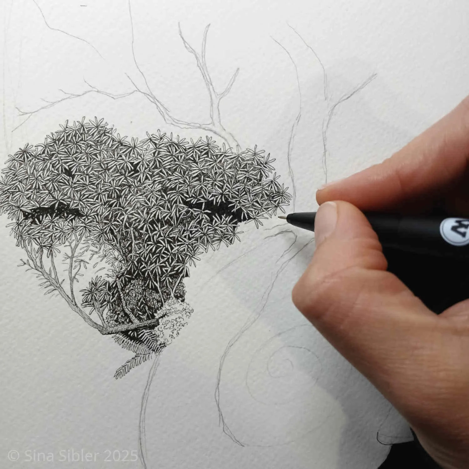 Close up of the forest growing on Powelliphantas fiordlandicas shell