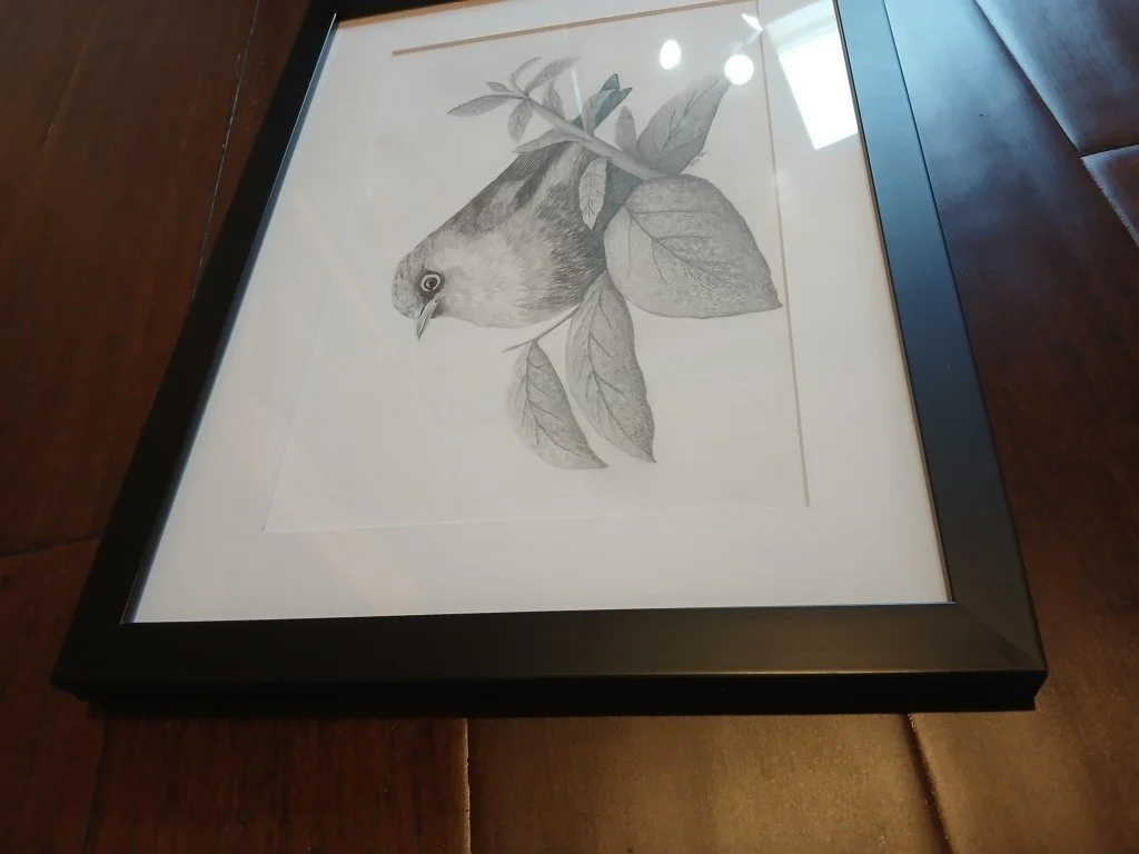 Framed Graphite drawing of a New Zealand silvereye perched among leafy branches, highly detailed in fine black and white shading.