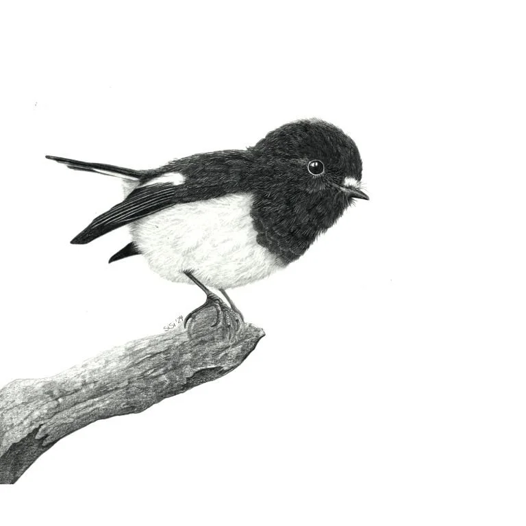 Tomtit Thumbnail small.jpg