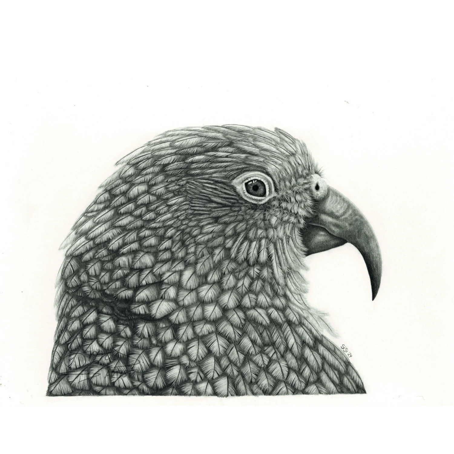 Graphite drawing of a Kea parrot showing its cheeky, curious expression, New Zealand alpine bird artwork.