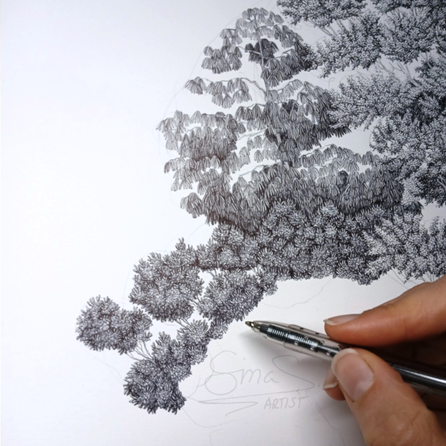 Ballpoint pen drawing by Sina Sibler titled Forest Care, showing a hand cradling a New Zealand native forest with ferns, young lancewood, rimu, kāmahi, and a large southern red beech tree, symbolic black and white nature artwork.
